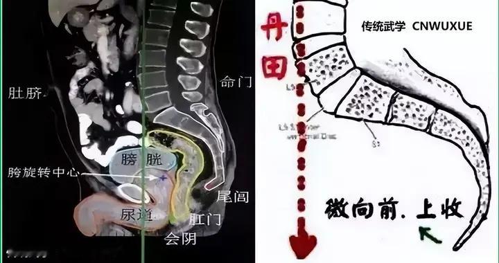 尾闾是修练内家人士必须十分注意的关窍