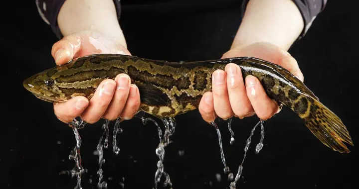 秋令进补系列：黑鱼：药性、食疗与禁忌全解析