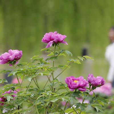 常笑WYW：牡丹园与美