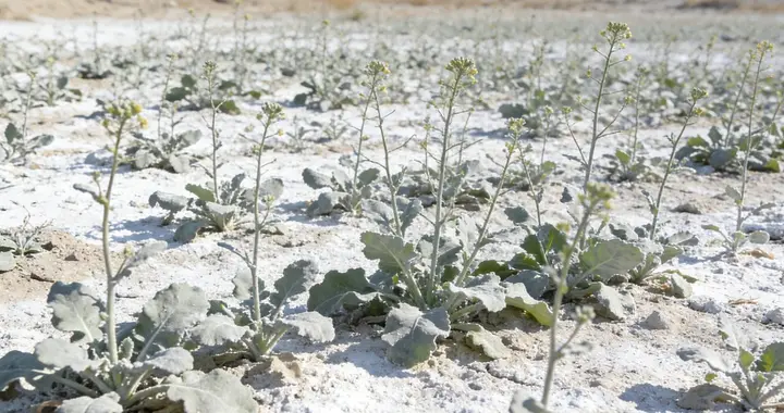 山东东营盐碱地上的无名野草，竟藏着科研大价值