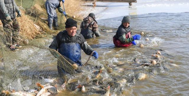 黄河每天冲鱼入海，大部分淡水鱼在海中活不了，它们去哪儿了？