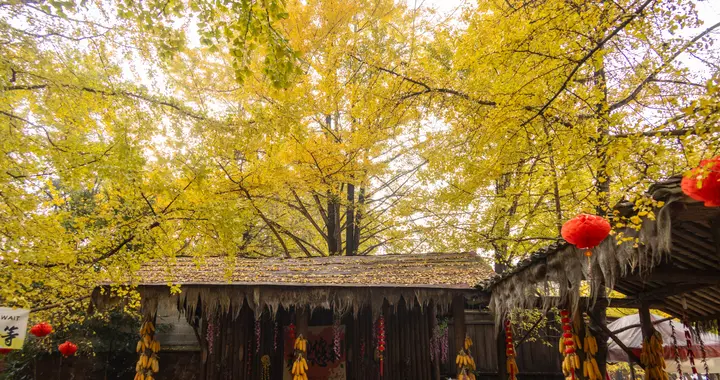 腾冲银杏村——高光下的实景究竟如何