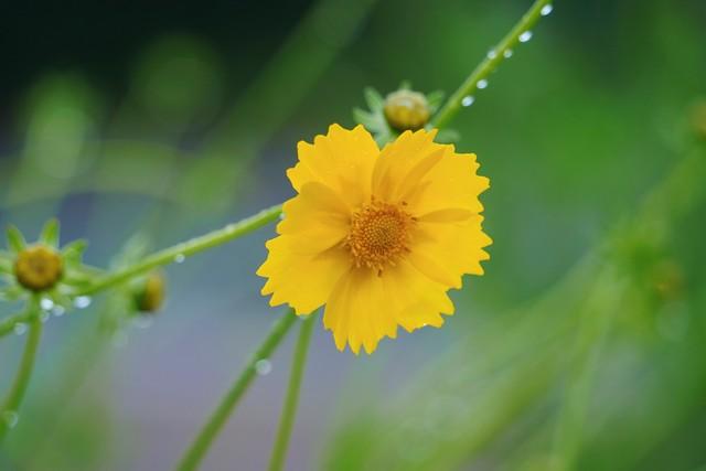 每天为你写首诗【第4411首】