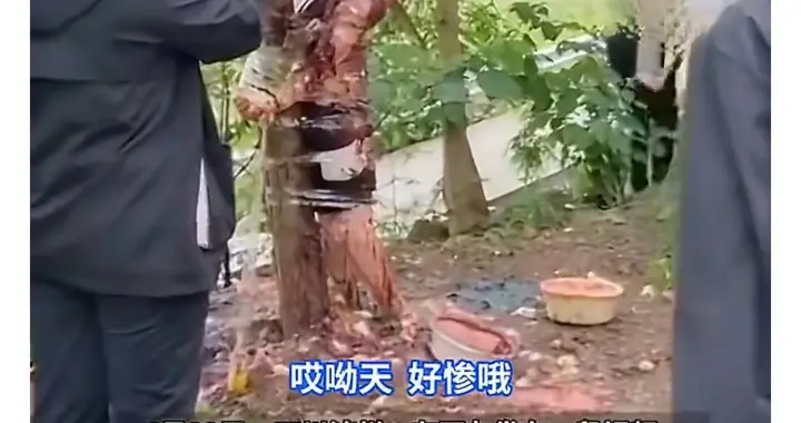 婚闹变胡闹？新郎被扒衣绑树泼酱油，这哪是喜庆分明是侮辱！