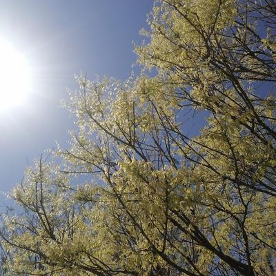 海之般若：树叶在风中闪闪发光啊，多么美的