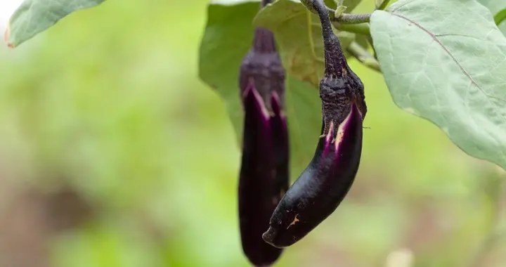 茄子烂秆、烂果、烂叶是咋回事？