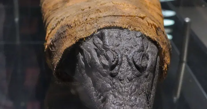 迪拜隐藏版野性目的地｜近距离看“巨齿王”的一天