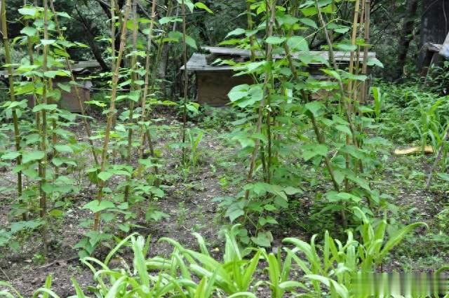 种豆角如何使用农家肥，怎么大幅度提升肥效？