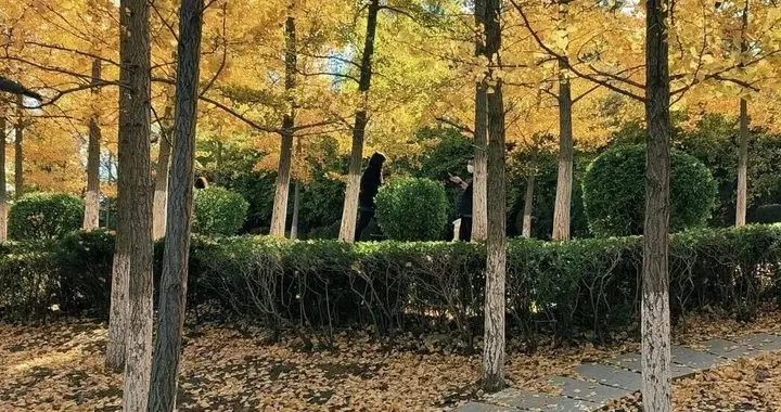 大连高新园区这片免费银杏林，成了秋季网红打卡地