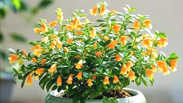 鲍顺良：如何看待小米11雷军亲自代言？