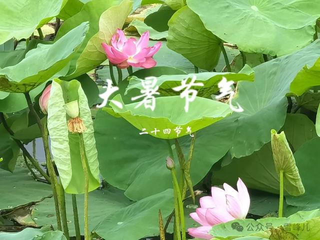 7月22日大暑，建议中老年：1不干、2要做、3多吃，少生病安康度夏