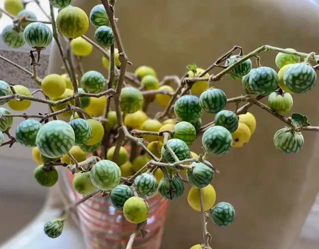 生活中常见但有毒的20种植物