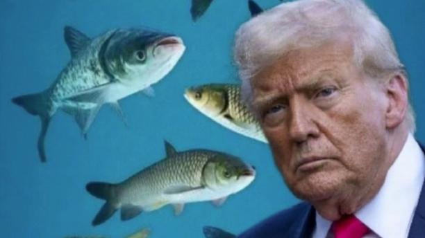 陈老湿说娱：在与伊朗停火后，特朗普又马不