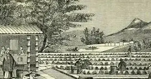 【爆款标题】“挺丁入亩：康乾盛世的秘密武器，”