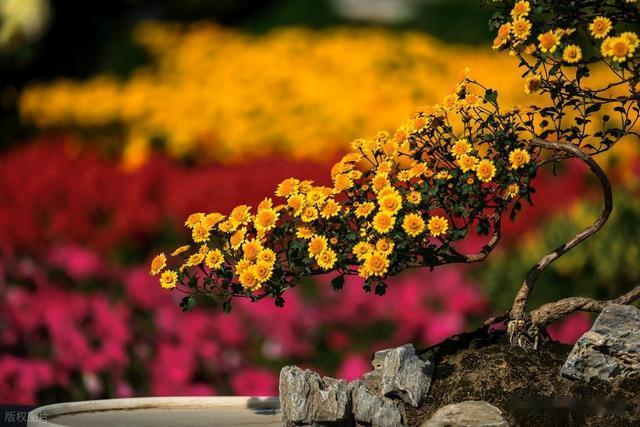 旅行中的花语密码：如何用目的地特色花卉为长辈定制难忘礼物