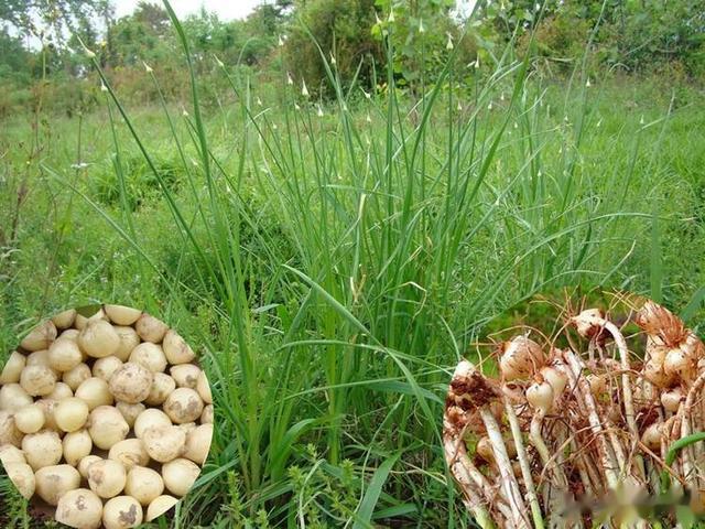 农村俗称的“野生小蒜”，到底能不能吃？为何现在也不多见了？