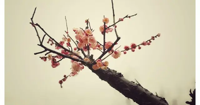 诗韵伴天涯，顾盼皆风华，愿浮生半世皆暖阳，寸心缱绻沐芬芳