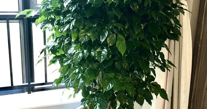 幸福树长黑斑？3类根源+对症解法，根治不反复