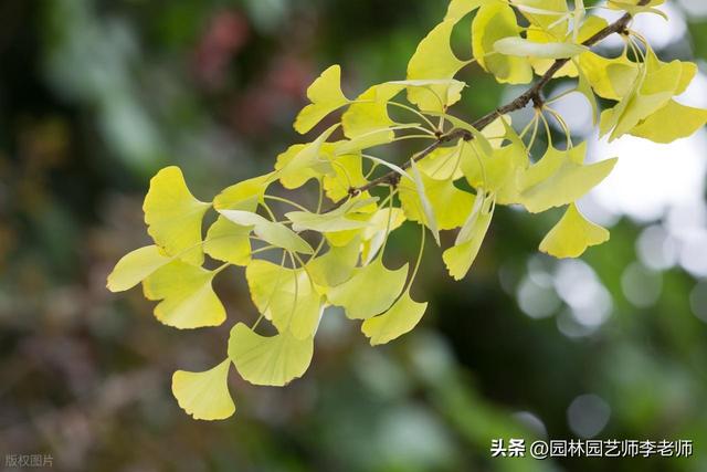 作物叶片发黄,该施肥还是该打药?