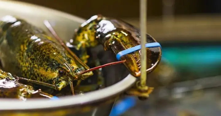 禁止蒸煮活龙虾活螃蟹——英国“龙虾禁令”的伦理虚伪与政治表演