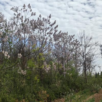 smh2015：桐树的花也挺好看的，小时