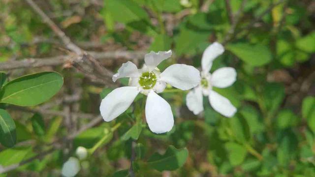 努力生活的河南姑娘