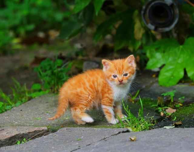 狮子座：生活选择更应注重于拥有什么能力，不是匮乏什么（渴望）
