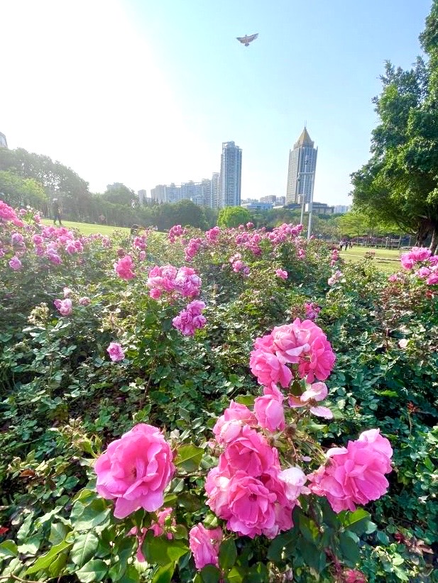 赏花遛娃好去处｜龙潭公园