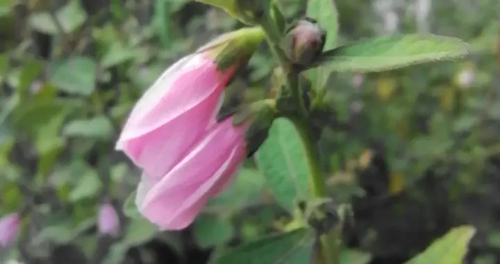 路边常见的“野桃花”，竟是宝藏植物！祛风解毒样样行