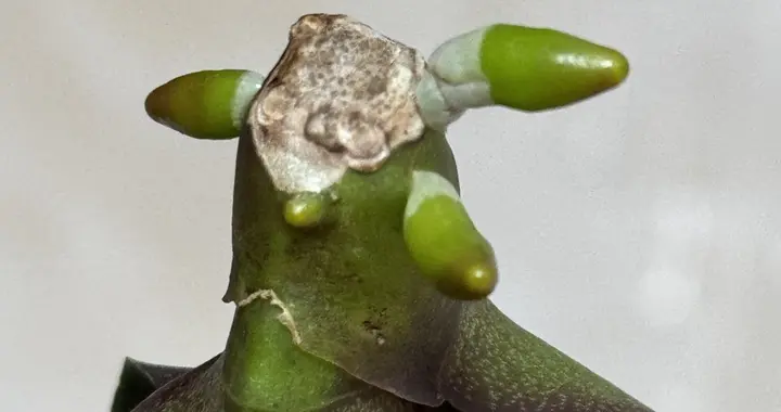 蝴蝶兰长势差别换盆！一刀下去逼出满盆新根，比换土管用10倍