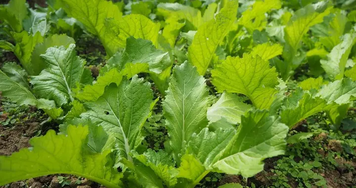 秋冬种芥菜浇水有讲究！3个阶段标准，出苗稳长势旺
