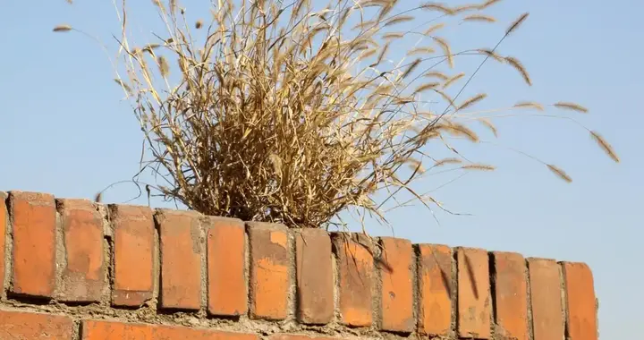 从大宛到拔汗那再到宁远——看一株墙头草是怎样倒掉的