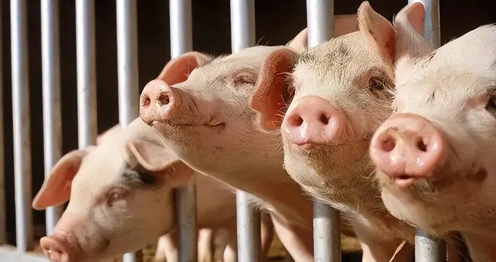 猪肉大局已定！不出意外的话，2026 年中国猪肉市场将迎来 4 大变化