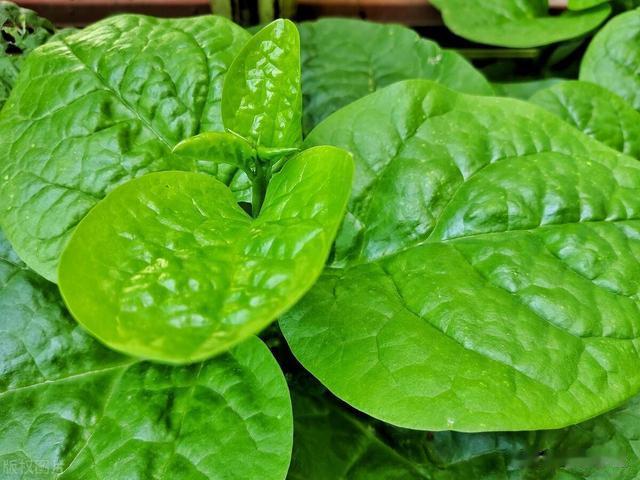 夏至将至！这几种“耐热菜”还可以种，越热越长，菜农不要错过！