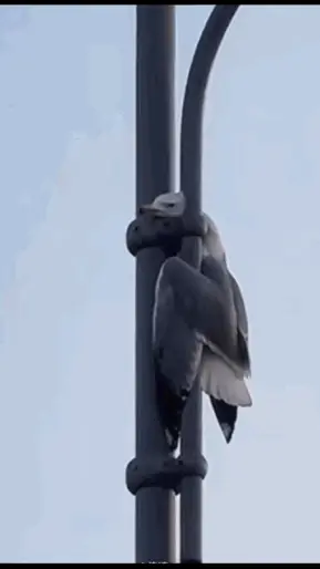 看图说话：看到一幅营救鸟儿危险的动图，我