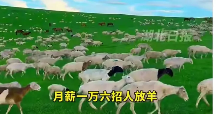 月薪1.6万招放羊夫妻：草原上的孤独经济学与中年人的现实突围