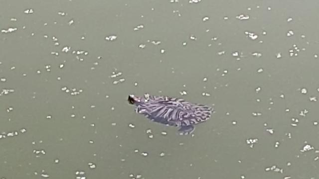 儒雅旭日东山：有些地方不能乱夸，一夸可能