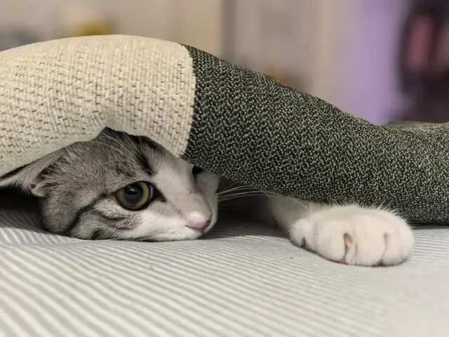 去年我养了一只猫