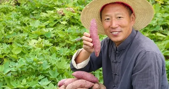 50厘米必控旺、晚喷这药减30%、薯块猛长期的救命操作