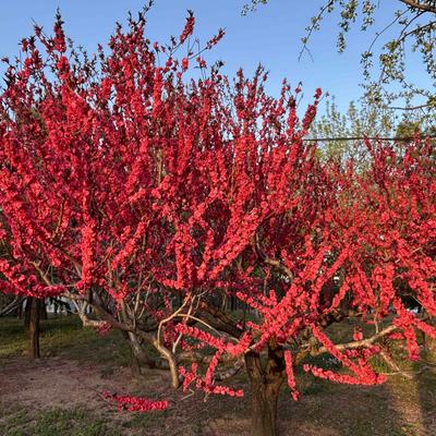 风趣淡看云卷云舒