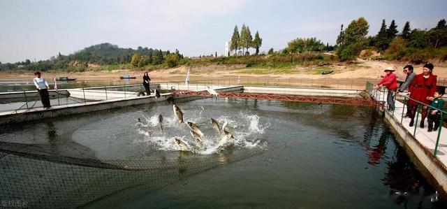 水产养殖中寄生虫病都有哪些？如何处理？