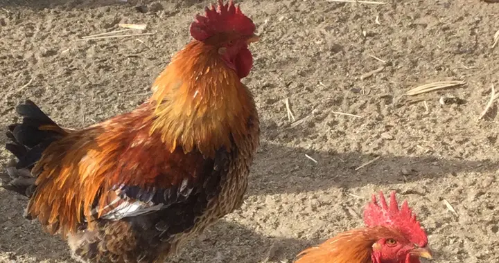 品鸡报告：鲜美醇厚，确实和市场上的不一样，品后订 4 只留过年吃