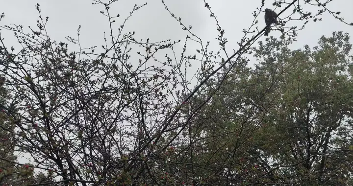 飞机被击落，两名飞行员跳伞后拼命逃跑，结果怎样呢？