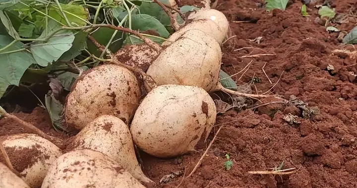 地瓜和红薯有什么区别？看真相！