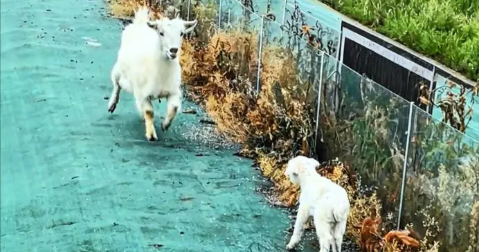 出生2天的小羊走丢喊妈妈，羊妈听到立刻飞奔，它的千里耳有多强