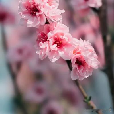 智者诗意人生：春天来了，世界就像被施了魔