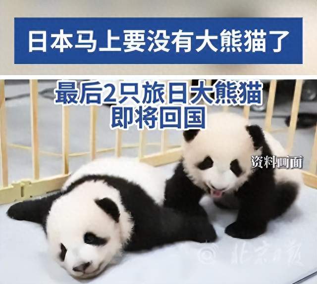 中国要收回最后两只大熊猫，高市早苗一句话，日本至少血亏300亿