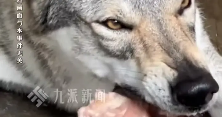 2岁女童被烈犬拖入窑洞咬死:狗主赔偿25万，获家属谅解，网友怒了