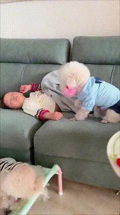 热心枫叶97：这才是顶配童年！被狗狗带大