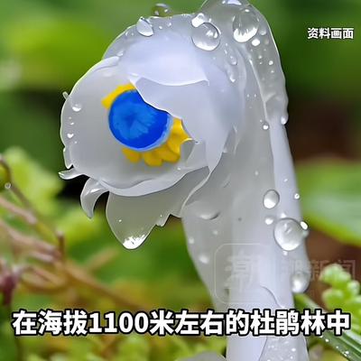 温柔春风：4月10日，湖南邵阳南山国家公